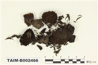 藏品(小金髮苔屬)的圖片